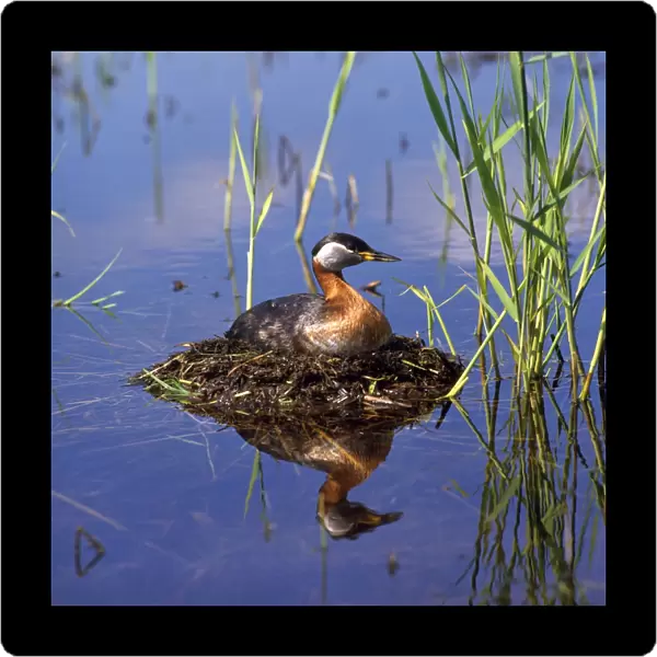 Red-necked Grebe - on nest