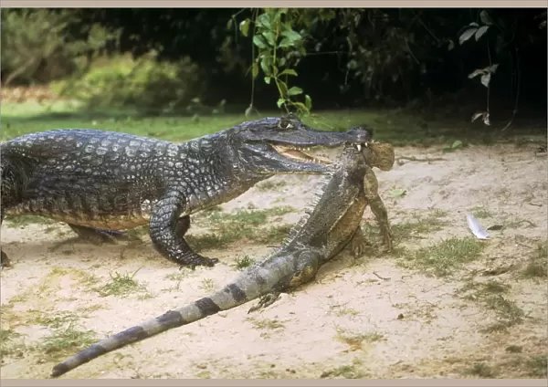 Spectacled Caiman - with prey