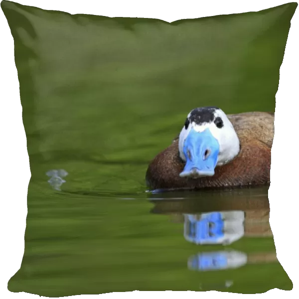 Ruddy Duck. Pensthorpe - Norfolk - UK