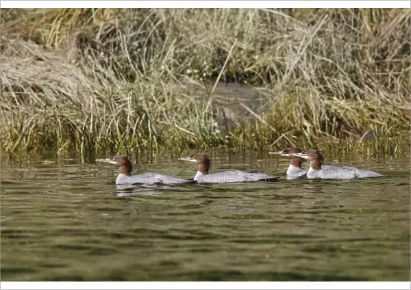 Common Merganser - in water. Knight Inlet - Glendale Cove - British Columbia - Canada