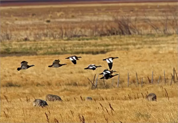 Magellan Goose or Upland Goose - flock in flight. Magallanes Peninsula - Patagonia - Argentina