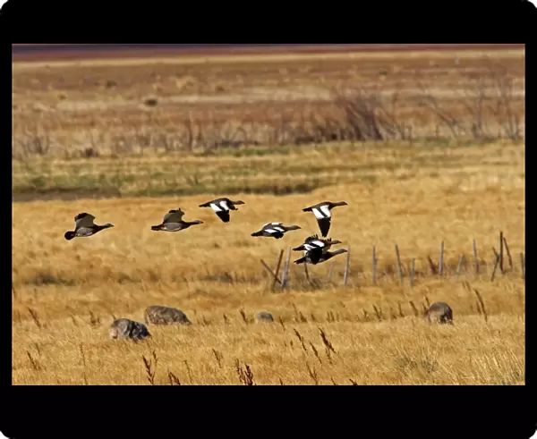 Magellan Goose or Upland Goose - flock in flight. Magallanes Peninsula - Patagonia - Argentina