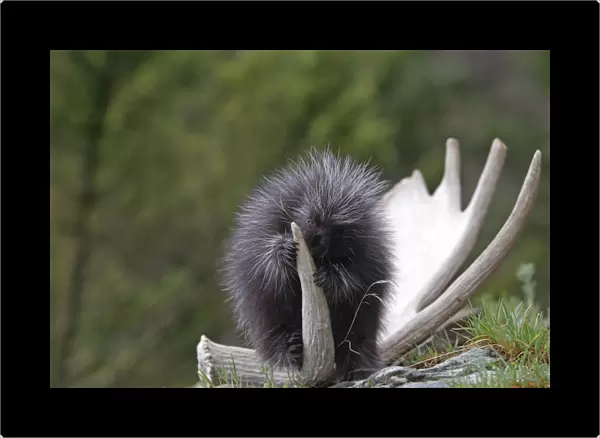 North American Porcupine - baby. Montana - USA