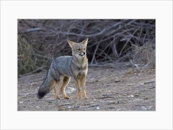 Argentine grey fox. Punta Norte - Valdes peninsula - Argentina