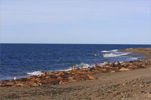 South American Sealion - adults on beach. Punta Norte - Valdes peninsula - Argentina. formerly Otaria byronia