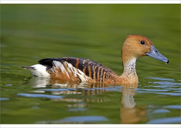 Fulvous Whistling Duck. Pensthorpe - Norfolk - UK