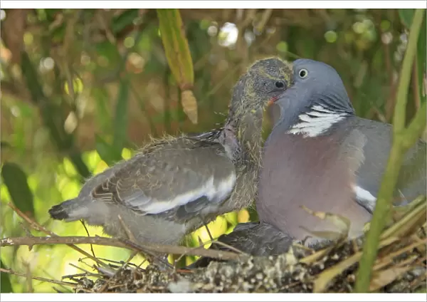 Wood pigeon - adult feeding chick. Slimbridge - UK
