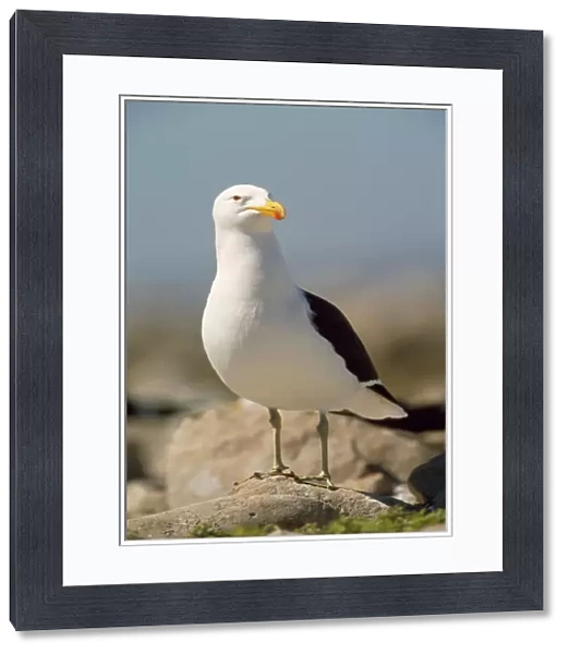 Kelp Gull  /  Southern Black-backed Gull