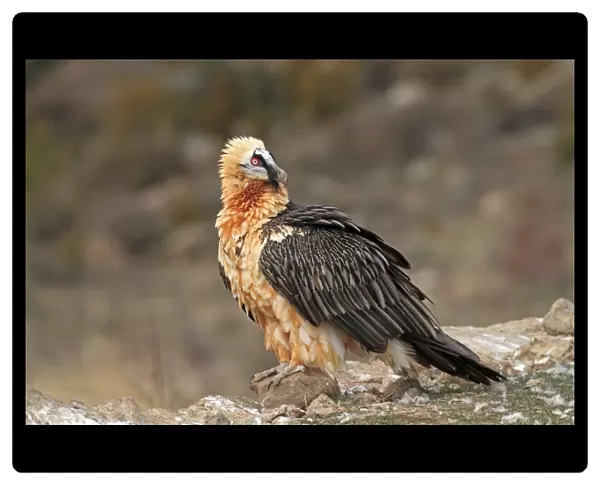 Lammergeier  /  Bearded Vulture - adult at feeding station. Pyrenees - Spain