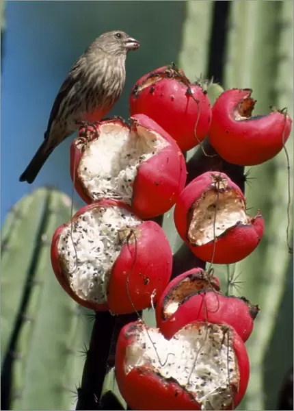 House Finch - female feeding on fruits of Cereus peruvianus