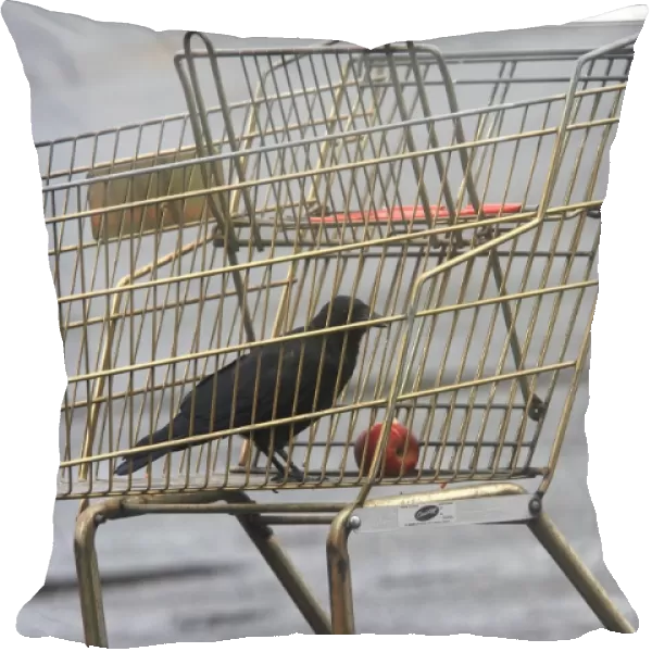 Northwestern Crow - eating apple in abandoned shopping trolly. MacNeill Port - British Colombia - Canada