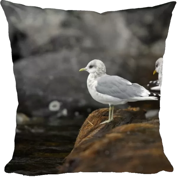 Glaucous-winged Gull - British Colombia - Canada