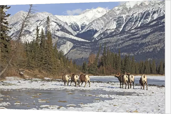 Rocky Mountain Bighorn Sheep - group by water in snow. Jasper National Park - Rocky Mountains - Alberta - Canada