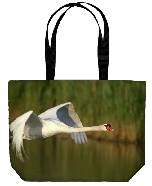 Mute Swan - In flight - Native to Eurasia - Introduced to North America and elsewhere - Can weigh up to over 20 pounds - Not actually mute - makes a variety of calls - Wings produce loud hum in flight unlike other swans - Adults if threatened assume