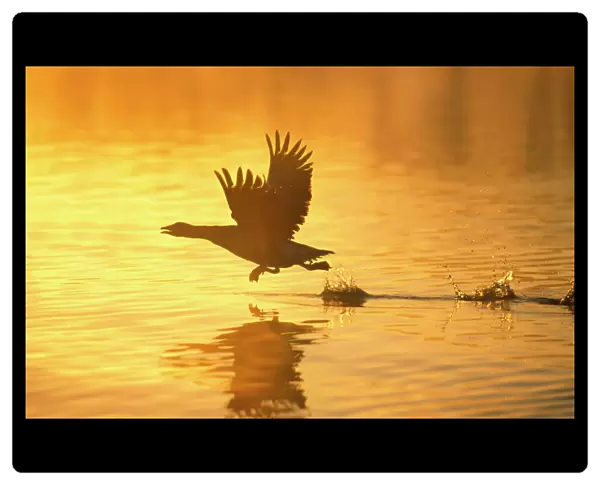 Greylag Goose Taking Flight at Sunrise Hickling Broad Norfolk UK