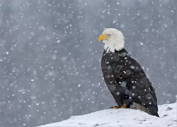 Adult Bald Eagle - in snow Homer Alaska