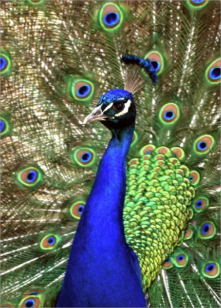 Peacock- male displaying. Asia
