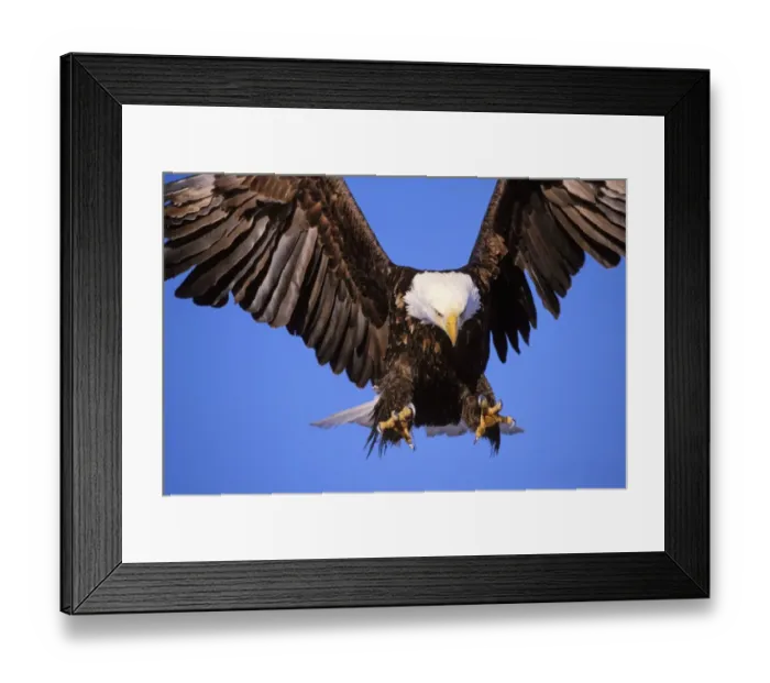 Framed Print : Bald Eagle in Flight Print, Alaska Framed Print : Bald Eagle in Flight Print, Alaska