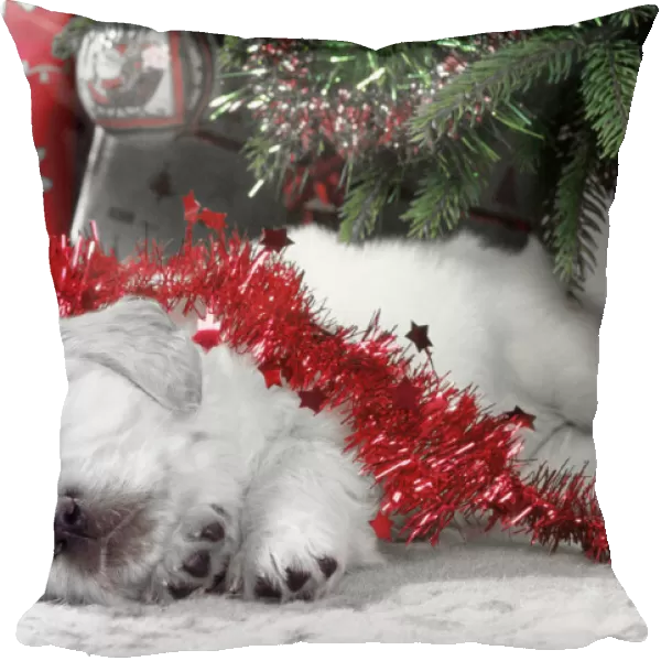 Golden Retriever Dog - puppy asleep under Chirstmas tree. Colours adjusted