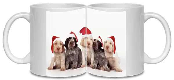 Spinone Dog - pupies wearing christmas hats