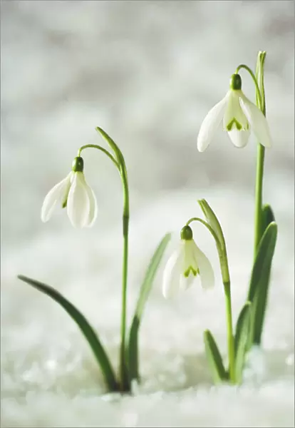 Snowdrop - Three flowers in snow
