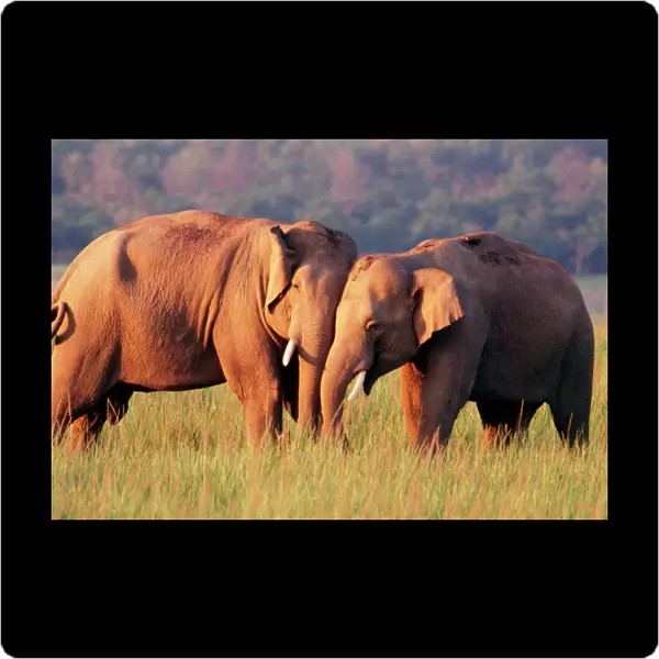 Indian  /  Asian Elephant Corbett National Park, Indian