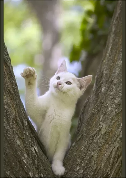 Cat White kitten in tree