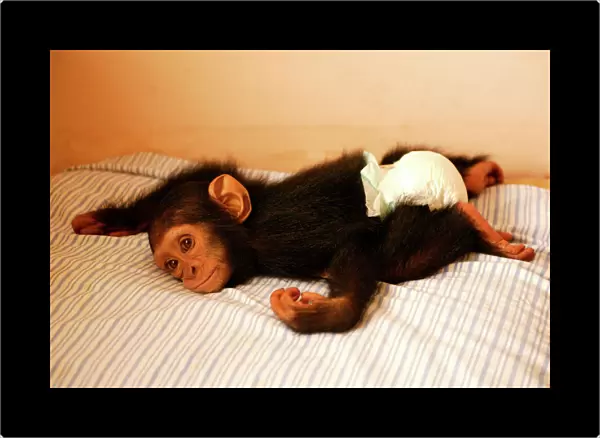 Chimpanzee Lying on bed at Orphanage  /  Nursery for young chimpanzees Congo, Central Africa
