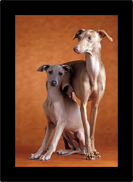 Small Italian Greyhounds - Two together