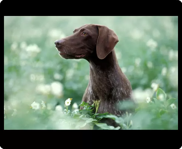 German Short-haired Pointer Dog - Sitting amidst flowers