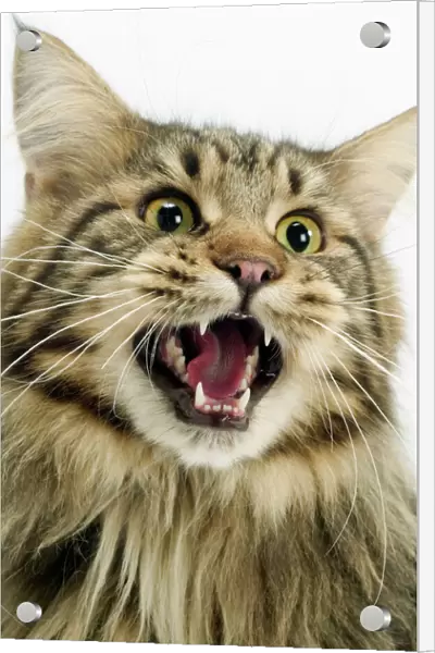 Cat - Maine Coon with mouth open, showing teeth