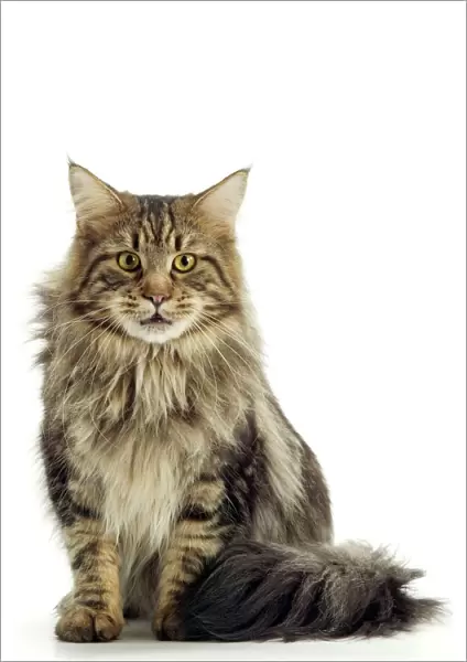 Cat - Maine Coon Cat sitting down