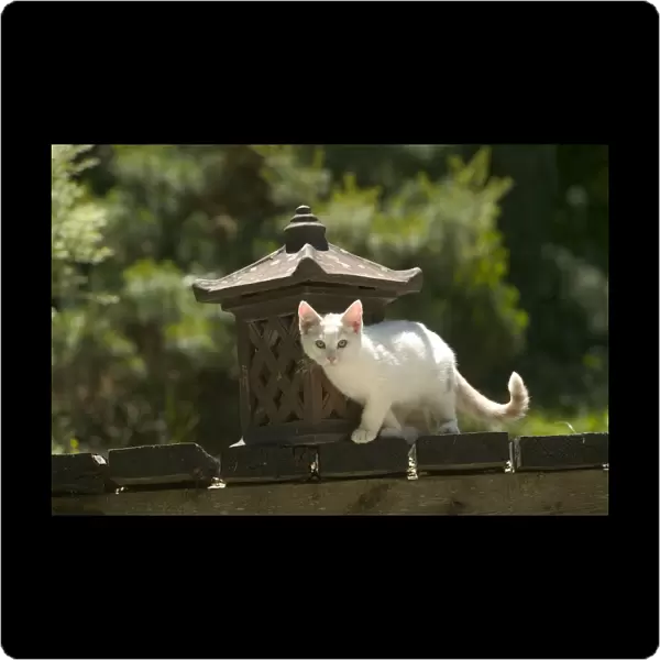 Cat - White cat in garden