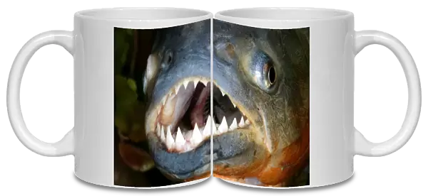 Red-bellied Piranha - close-up of head and teeth