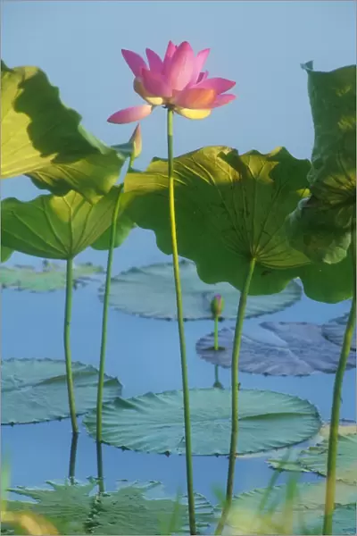 Lotus Lilies - grow in Top End waterways with pink flowers