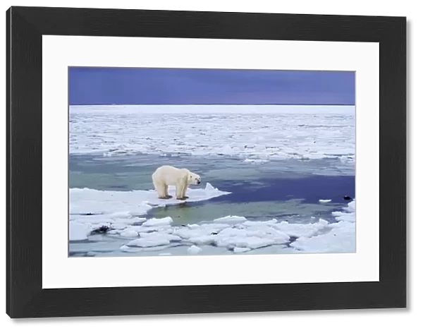 Polar Bear Hudson Bay, Manitoba, Canada, November. MA680