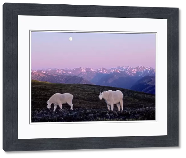Mountain Goats - grazing in alpine meadow. Olympic National Park, Washington, USA. MG305