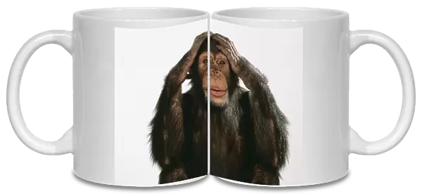 Chimpanzee - hands over ears Hear No Evil