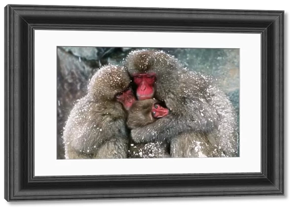 JAPANESE MACAQUE - x three huddling together in snow