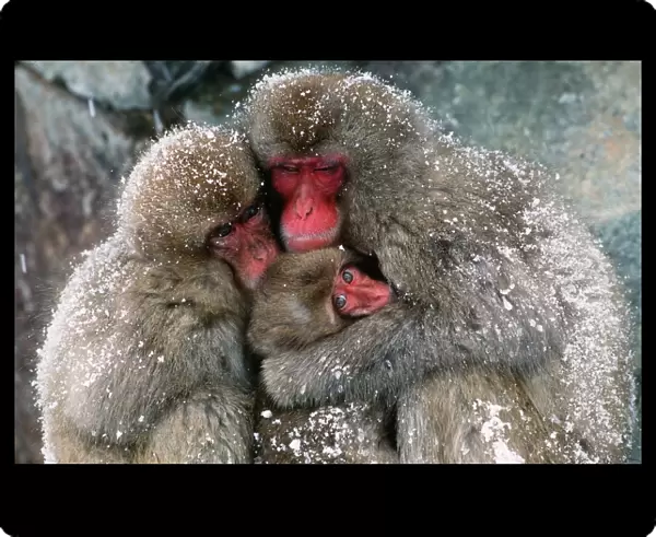 JAPANESE MACAQUE - x three huddling together in snow