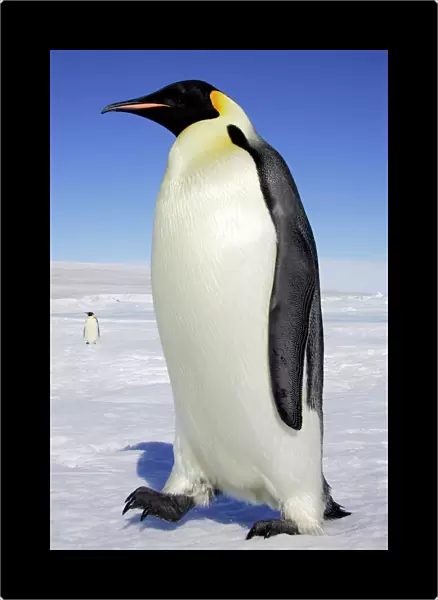 Emperor Penguin - adult. Snow hill island - Antarctica