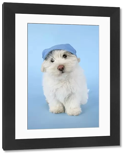 DOG. Coton de Tulear puppy (8 wks old ) wearing a blue hat