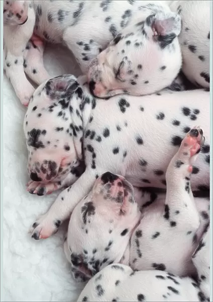 DALMATIAN DOGS - puppys close-up of litter sleeping