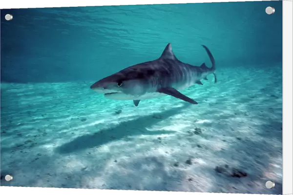 Tiger Shark - Shark swims in shallow water in lagoon. Coral sea. Australia TIG-018