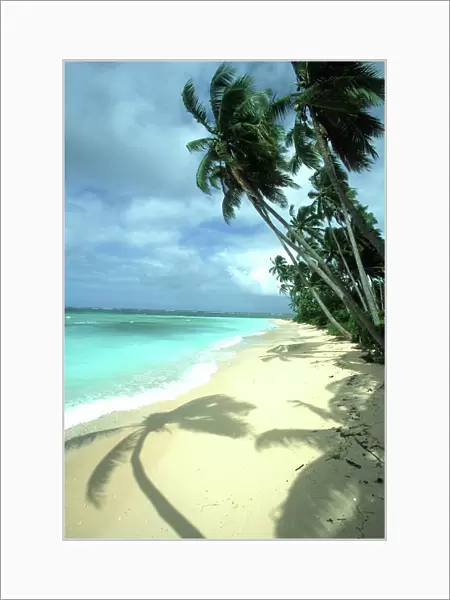 FIJI - Taveuni Island, Beach, Coconut Palms & Shadow