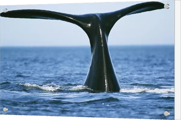 Southern Right WHALE - tail out of water
