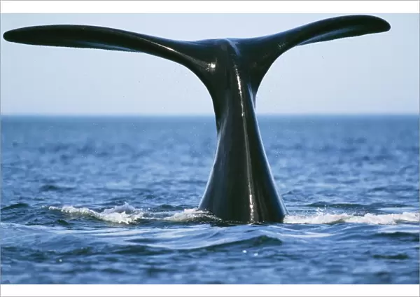 Southern Right WHALE - tail out of water