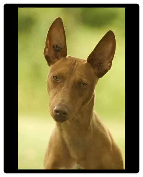 Dog - Cinerco dell'Etna  /  Sicilian Greyhound