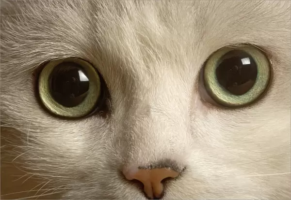 Cat - European, close up of eyes