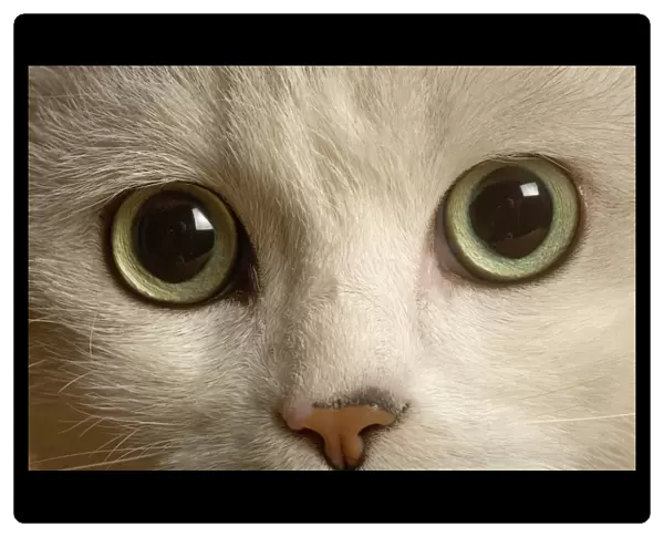 Cat - European, close up of eyes